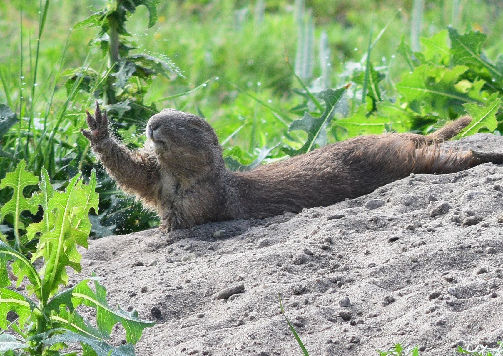20190714_new_sandhills_pic5